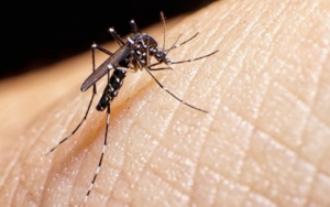 Dengue é mais perigosa em idosos